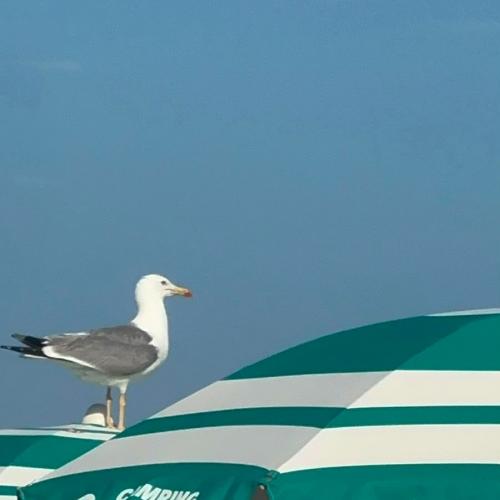 Lignano_2026